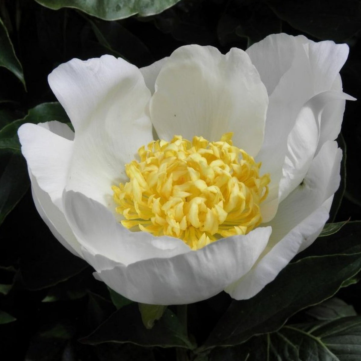 Jan van Leeuwen Peony Seeds - Chinese Peony, Double Blooms, 10+ seeds