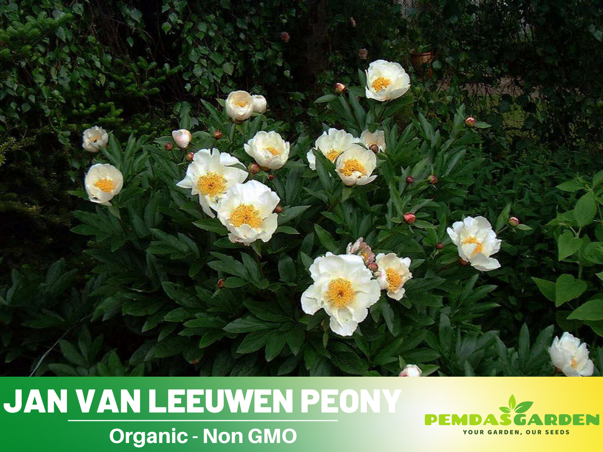 10+ Rare Seeds| Jan van Leeuwen Peony  Seeds #B046