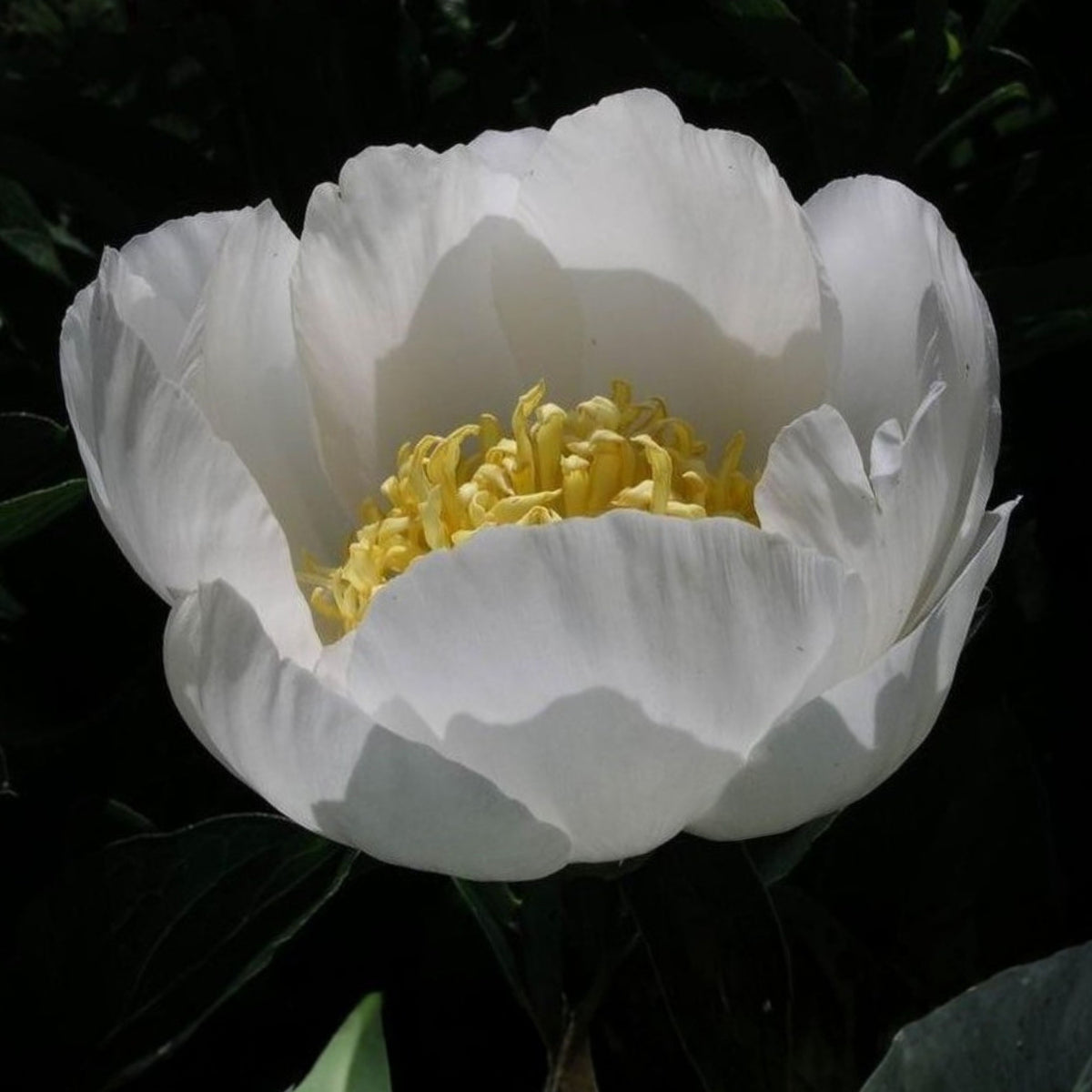 Jan van Leeuwen Peony Seeds - Chinese Peony, Double Blooms, 10+ seeds