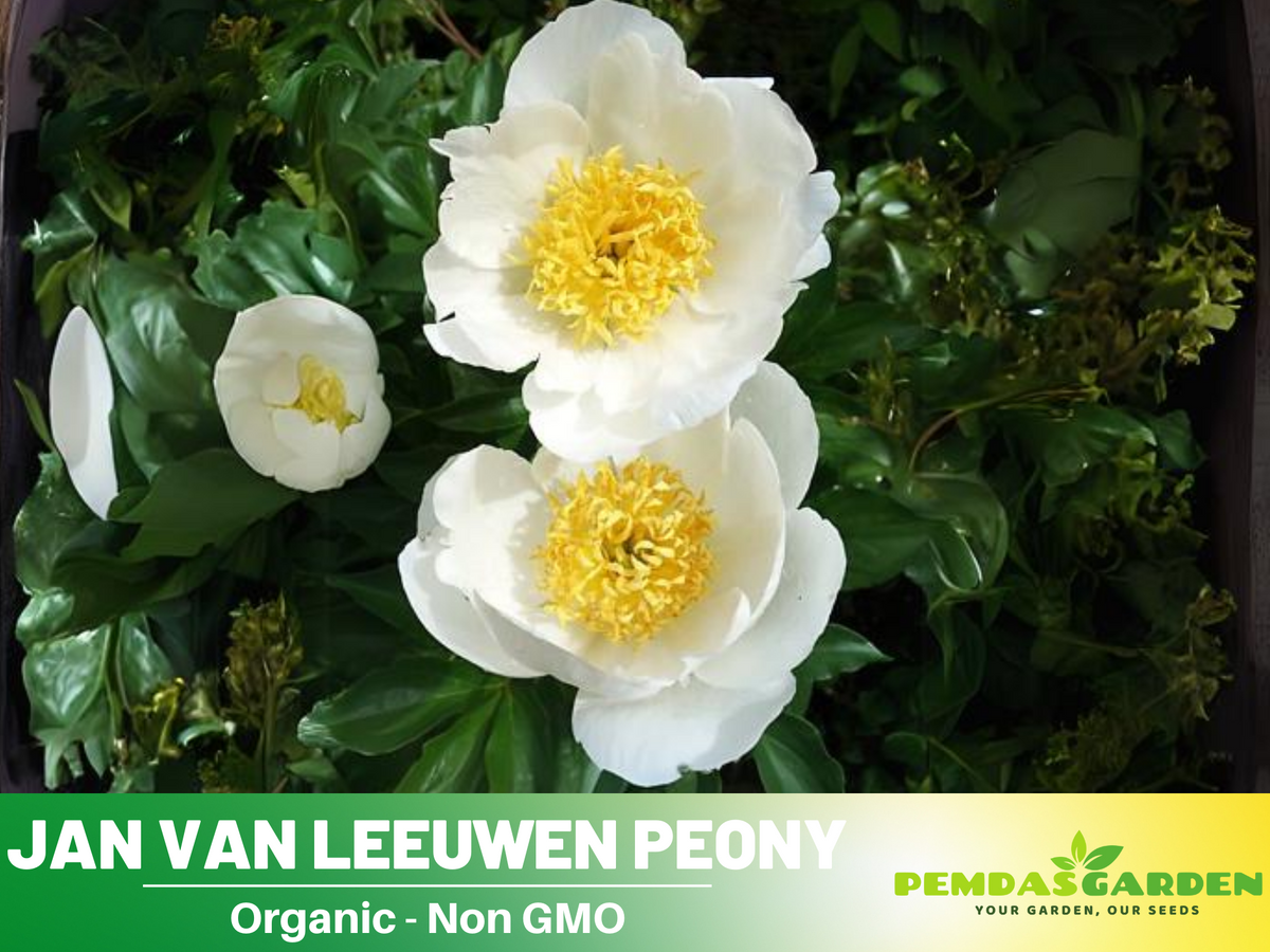 10+ Rare Seeds| Jan van Leeuwen Peony  Seeds #B046