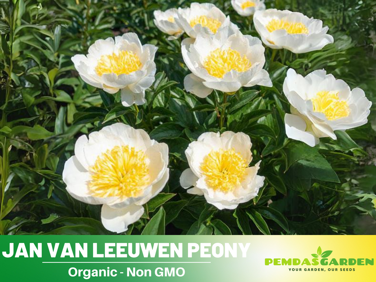 10+ Rare Seeds| Jan van Leeuwen Peony  Seeds #B046