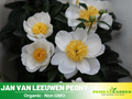 10+ Rare Seeds| Jan van Leeuwen  Peony Seeds (Paeonia, Chinese Peony) – Double Blooms,  Vibrant Garden Blooms, Romantic Perennial Blooms for Cottage Garden, Fragrant Cut Flowers, Easy to Grow#B046