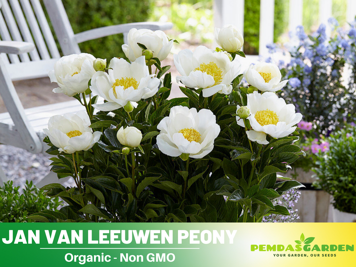 10+ Rare Seeds| Jan van Leeuwen Peony  Seeds #B046