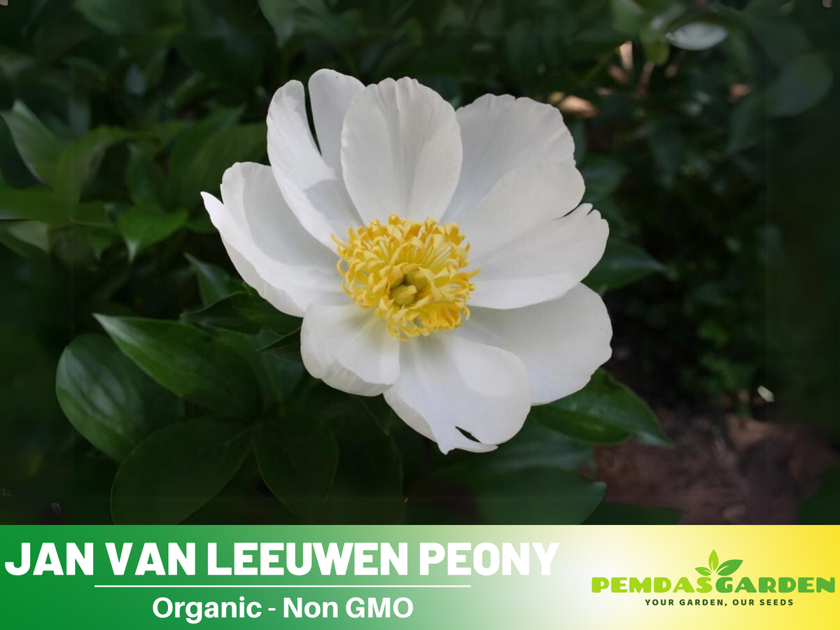 10+ Rare Seeds| Jan van Leeuwen Peony  Seeds #B046