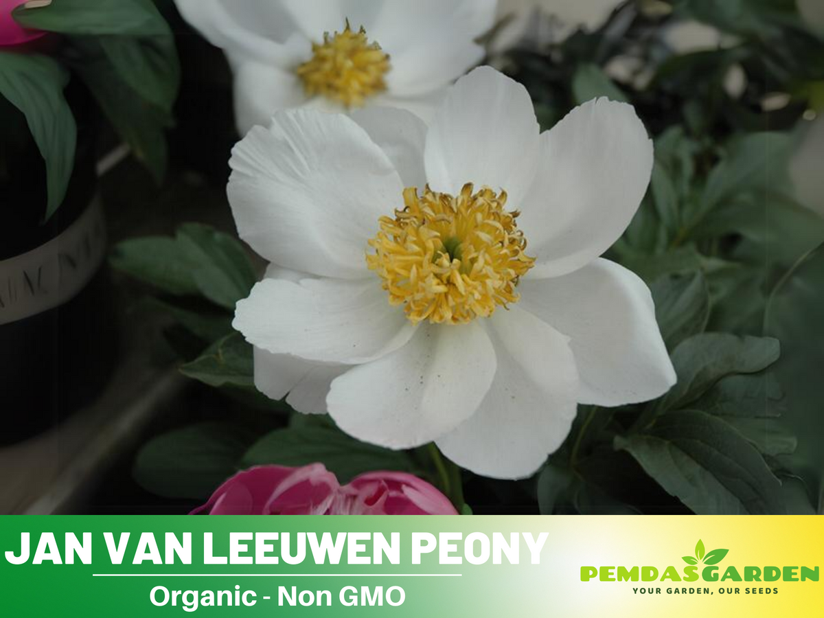 10+ Rare Seeds| Jan van Leeuwen Peony  Seeds #B046