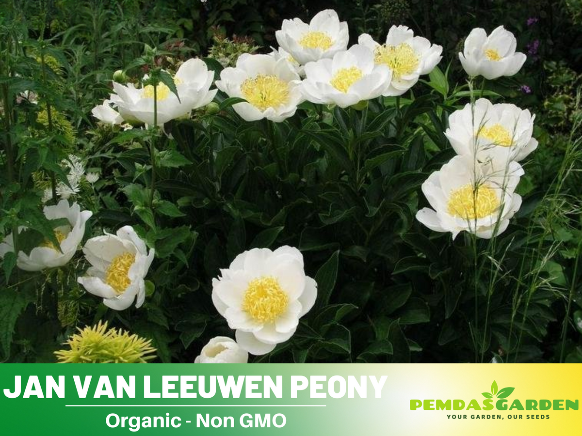 10+ Rare Seeds| Jan van Leeuwen Peony  Seeds #B046