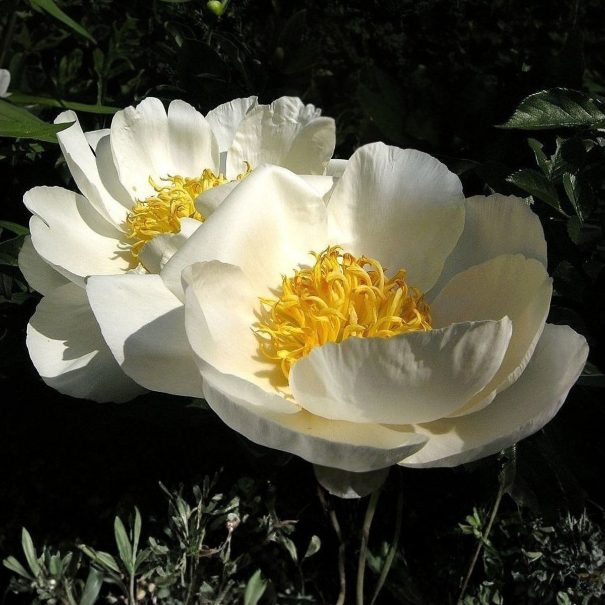 Jan van Leeuwen Peony Seeds - Chinese Peony, Double Blooms, 10+ seeds