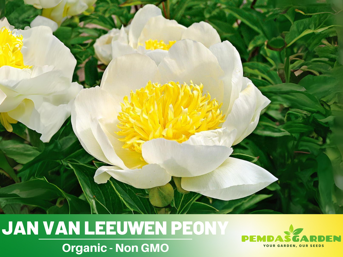 10+ Rare Seeds| Jan van Leeuwen Peony  Seeds #B046