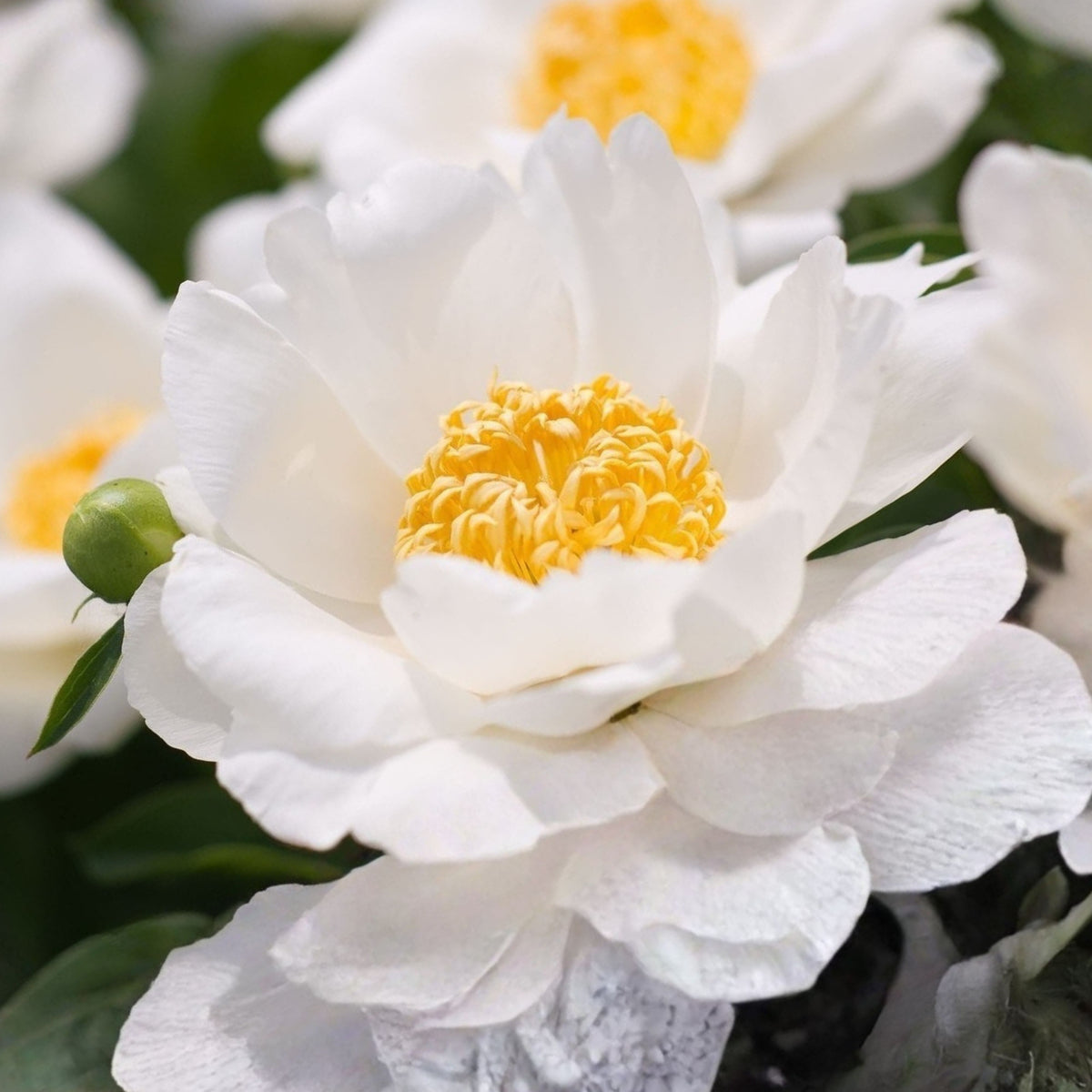 Jan van Leeuwen Peony Seeds - Chinese Peony, Double Blooms, 10+ seeds