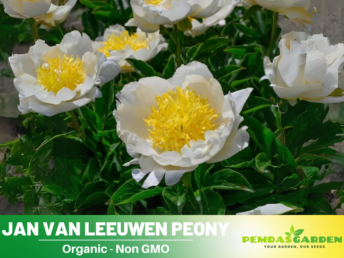 10+ Rare Seeds| Jan van Leeuwen Peony  Seeds #B046