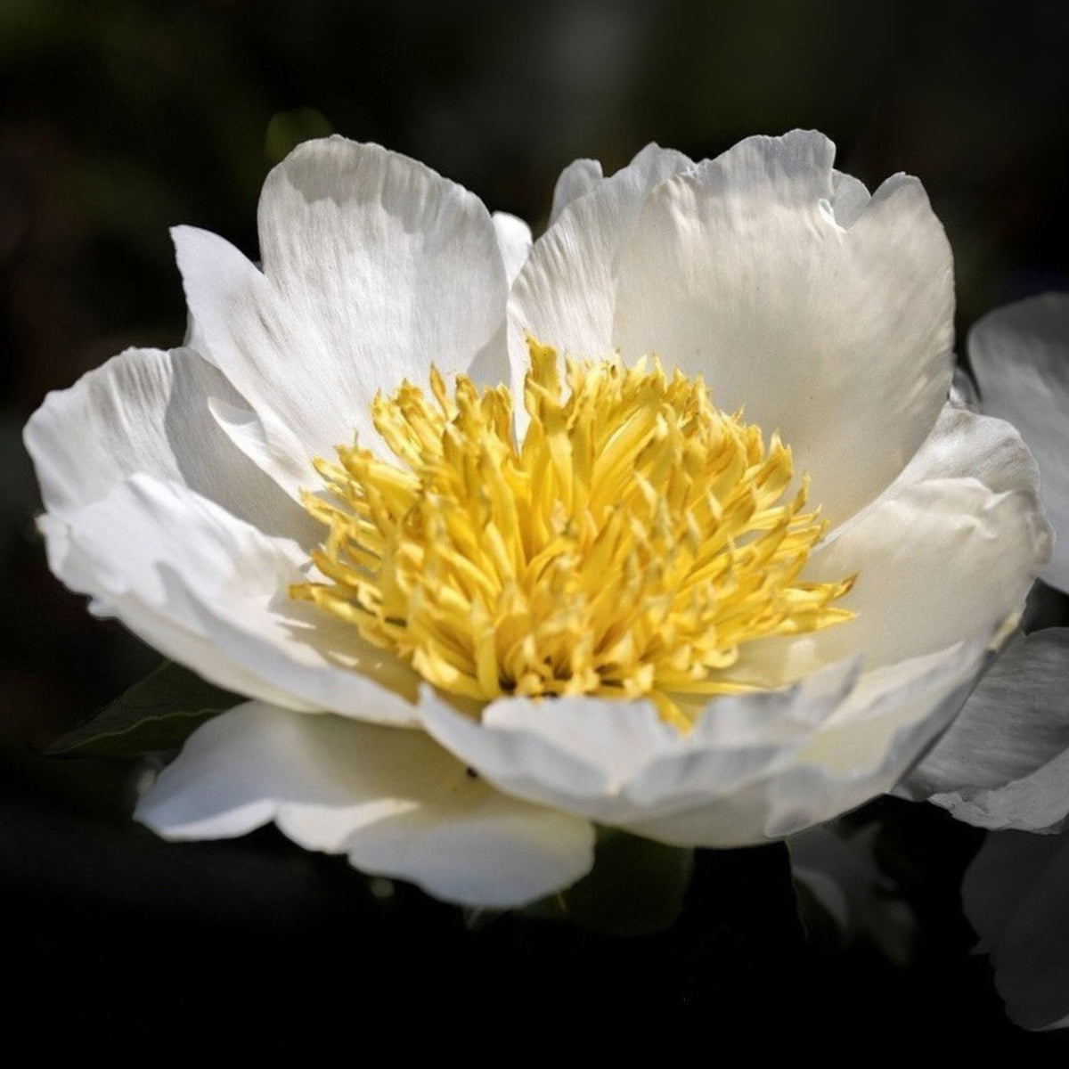 Jan van Leeuwen Peony Seeds - Chinese Peony, Double Blooms, 10+ seeds