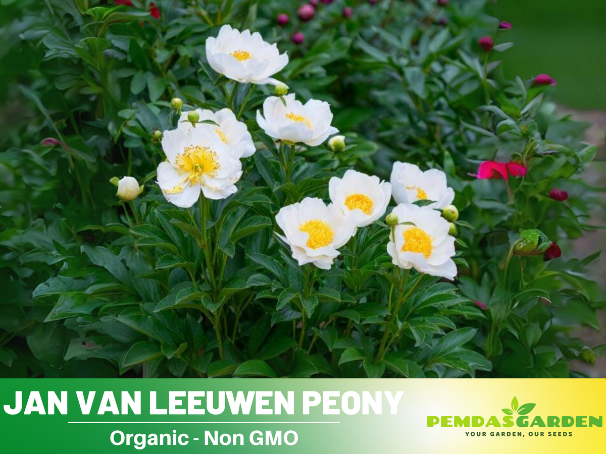 10+ Rare Seeds| Jan van Leeuwen Peony  Seeds #B046