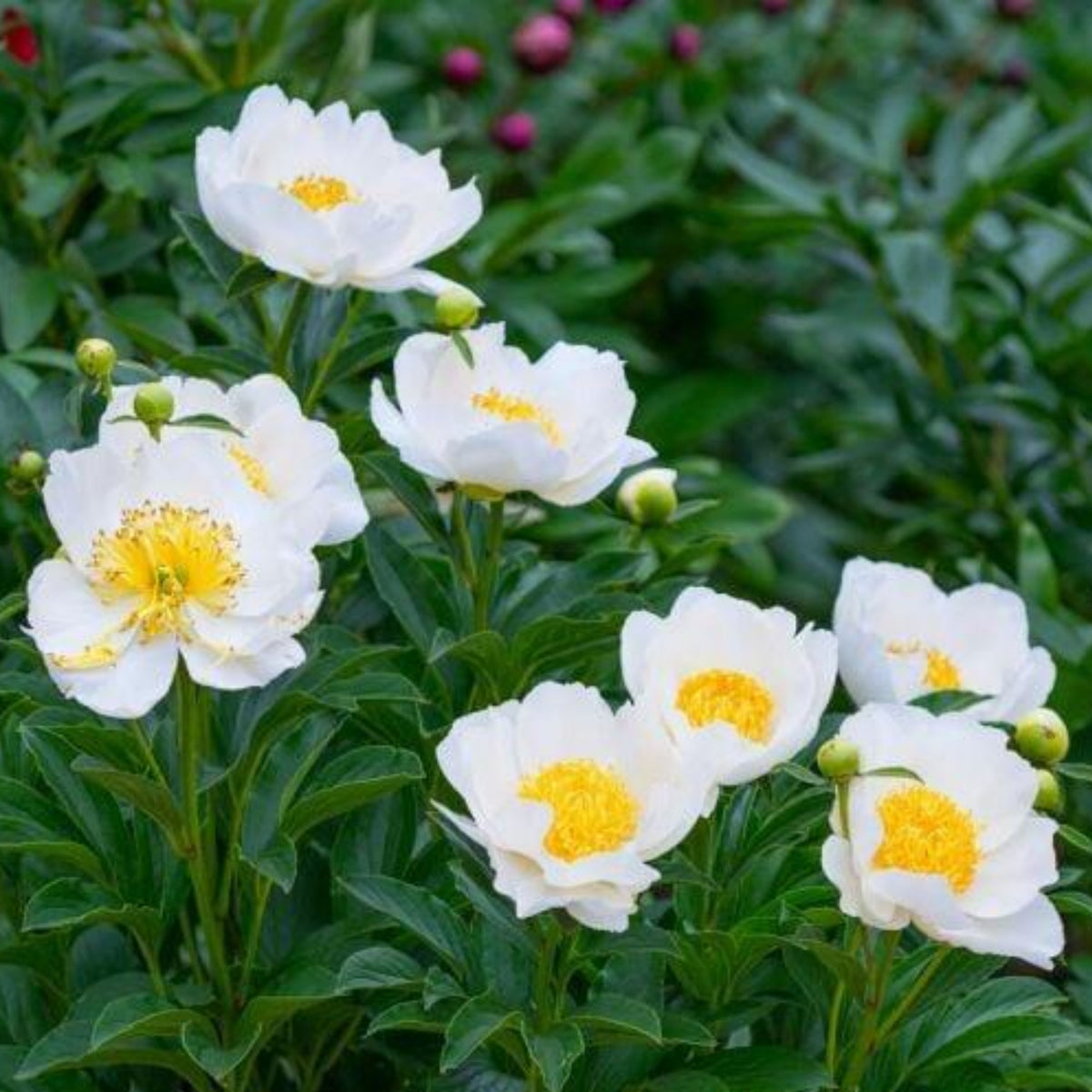 Jan van Leeuwen Peony Seeds - Chinese Peony, Double Blooms, 10+ seeds