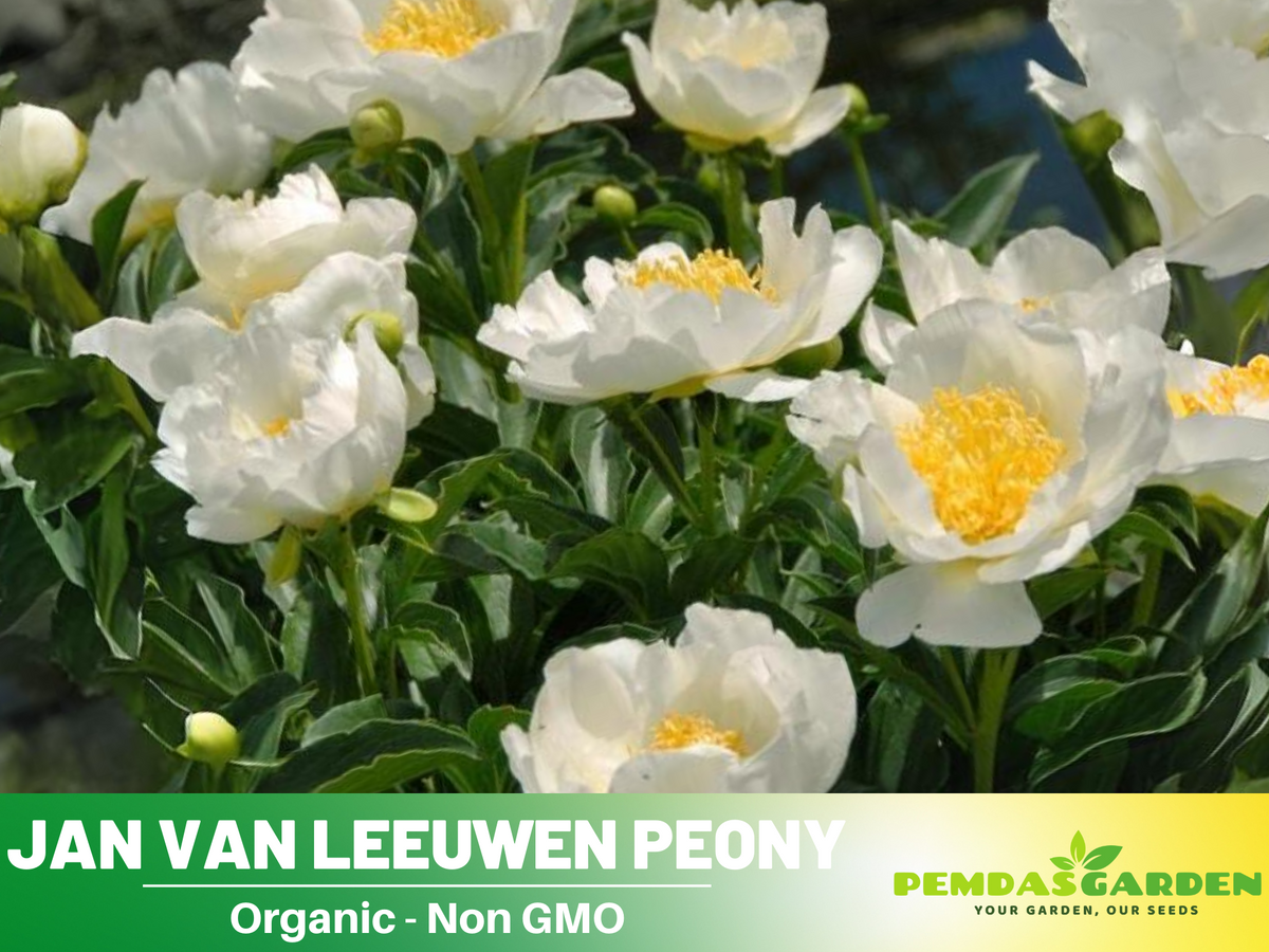 10+ Rare Seeds| Jan van Leeuwen Peony  Seeds #B046