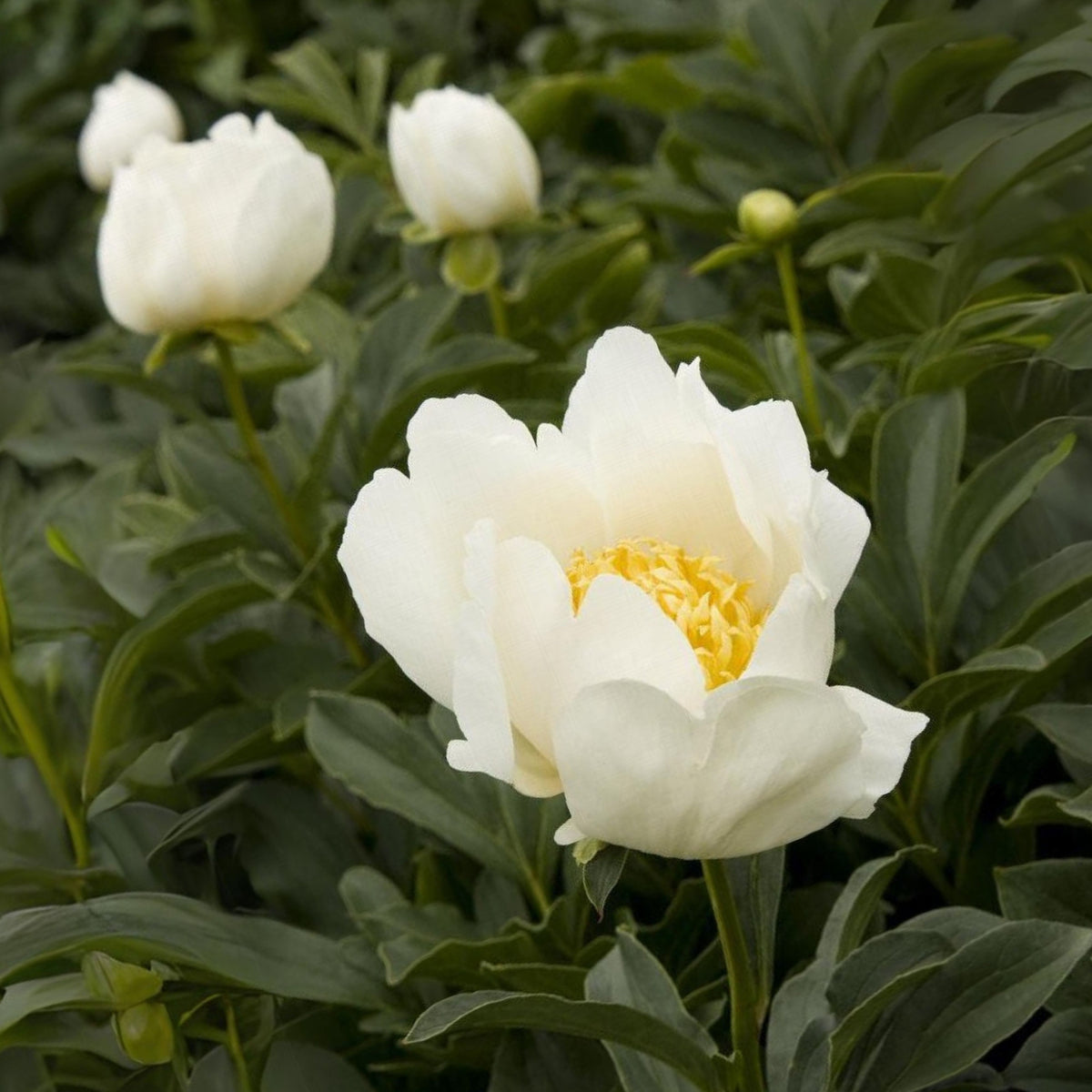 Jan van Leeuwen Peony Seeds - Chinese Peony, Double Blooms, 10+ seeds