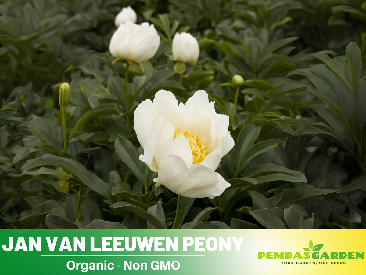 10+ Rare Seeds| Jan van Leeuwen Peony  Seeds #B046