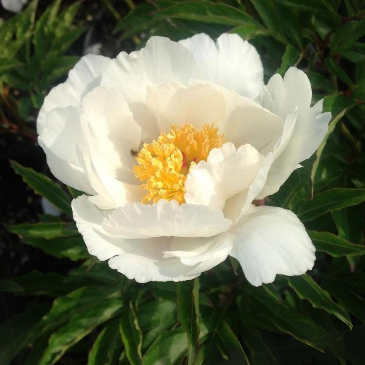 Jan van Leeuwen Peony Seeds - Chinese Peony, Double Blooms, 10+ seeds