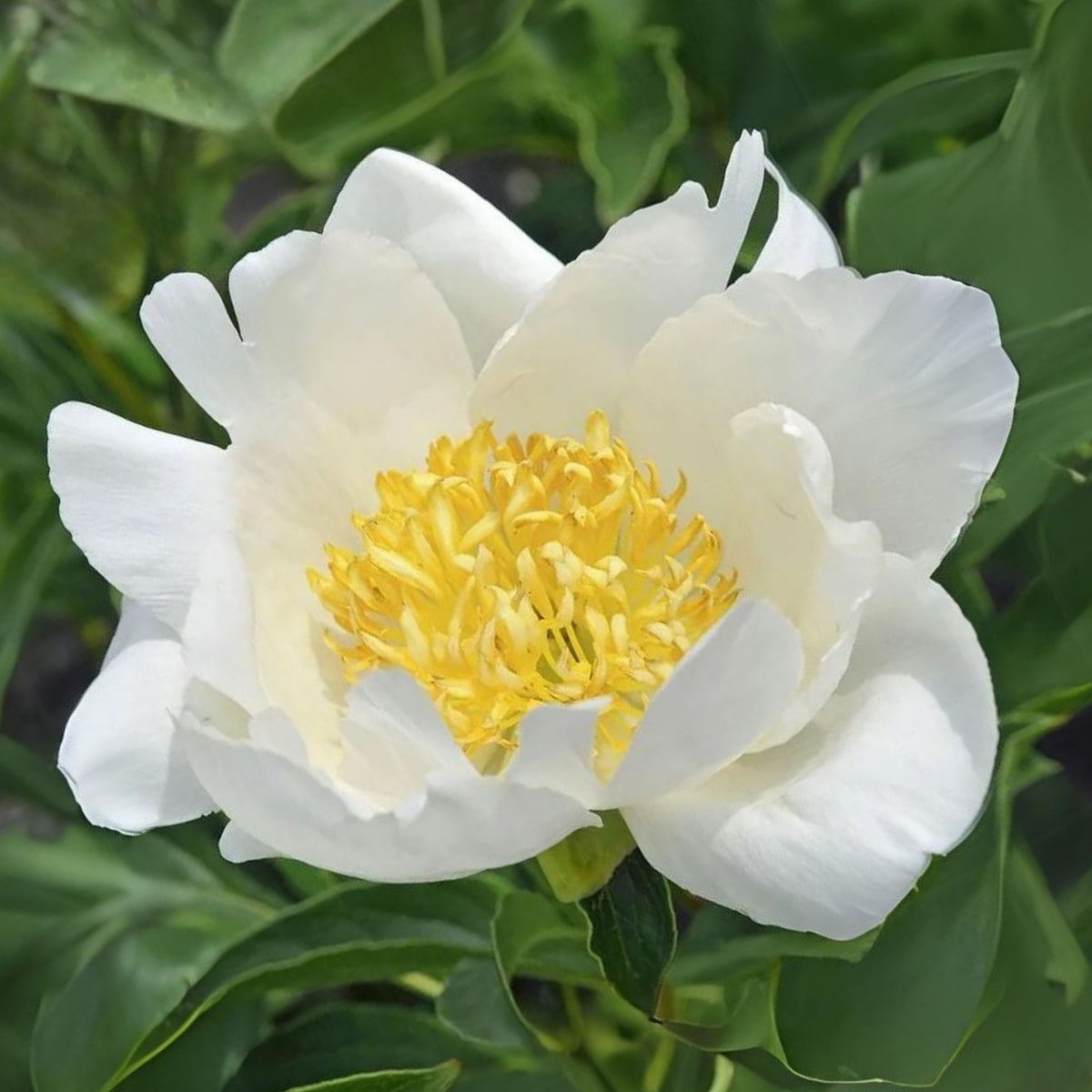 Jan van Leeuwen Peony Seeds - Chinese Peony, Double Blooms, 10+ seeds
