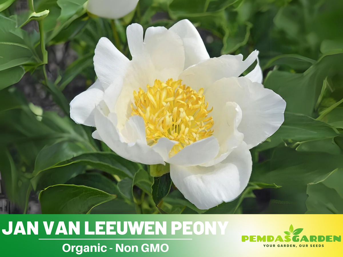 10+ Rare Seeds| Jan van Leeuwen Peony  Seeds #B046