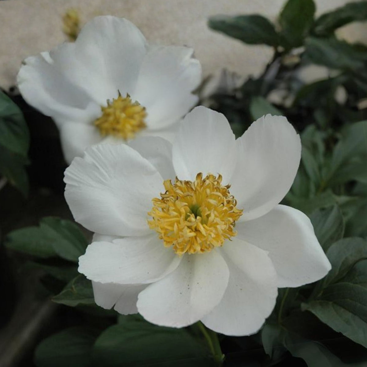 Jan van Leeuwen Peony Seeds - Chinese Peony, Double Blooms, 10+ seeds