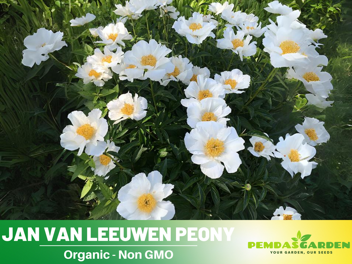 10+ Rare Seeds| Jan van Leeuwen Peony  Seeds #B046