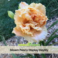 10+ Rare Seeds|  Siloam Display Reblooming Daylily Peony Seeds (Paeonia, Herbaceous Peony) – Double Blooms,  Vibrant Garden Blooms, Romantic Perennial Blooms for Cottage Garden, Fragrant Cut Flowers, Easy to Grow#B048
