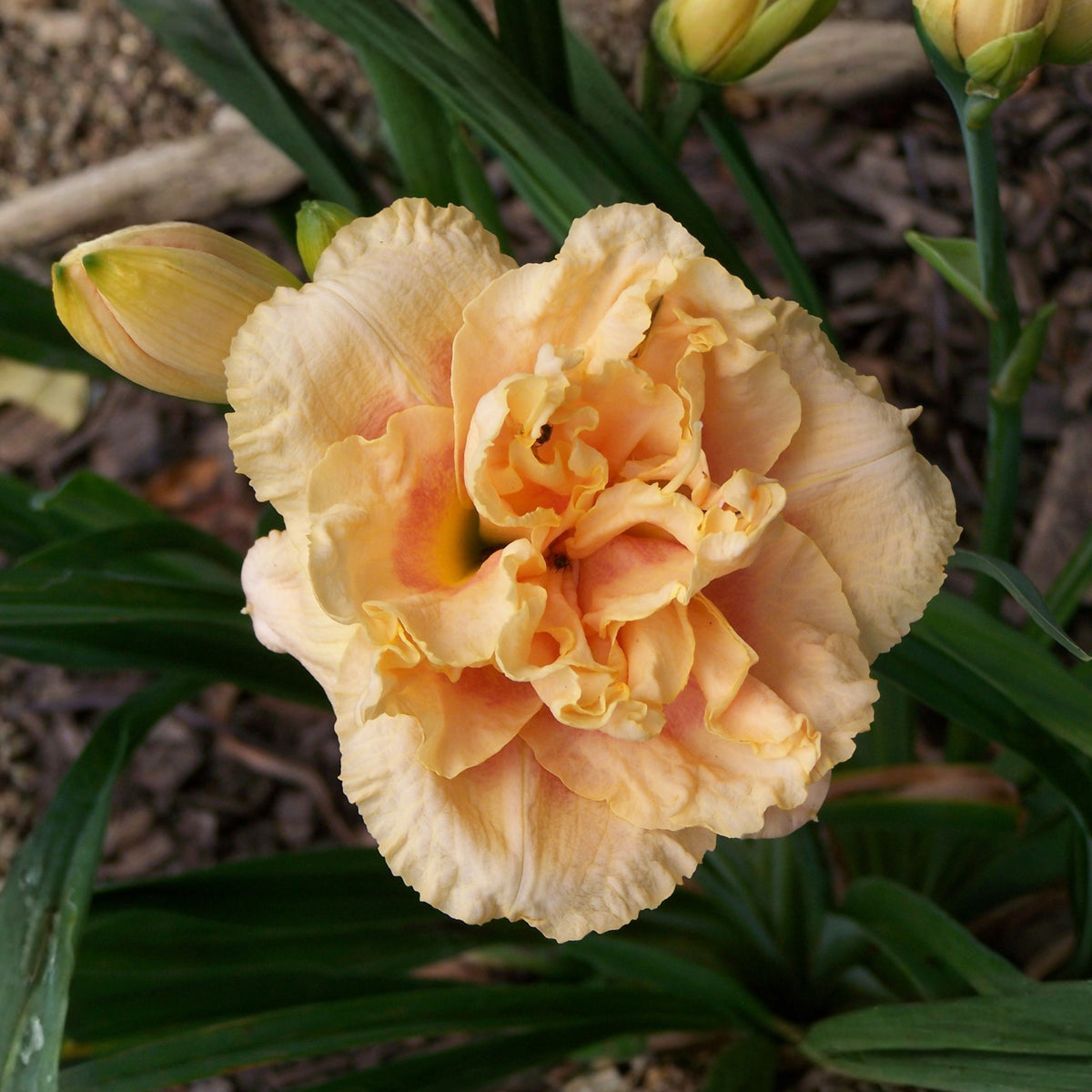 Siloam Display Reblooming Daylily Peony Seeds - Herbaceous, 10+ seeds