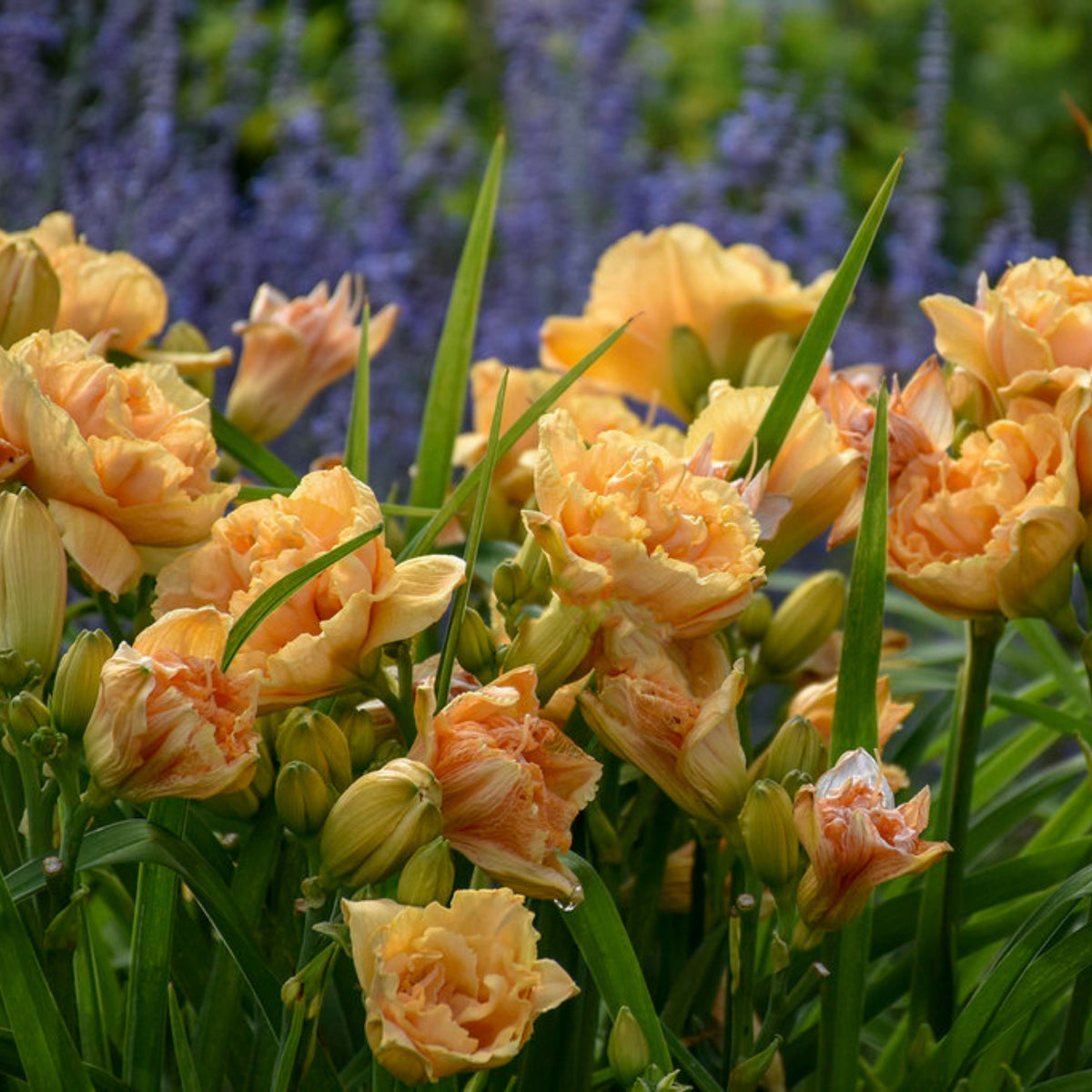 Siloam Display Reblooming Daylily Peony Seeds - Herbaceous, 10+ seeds