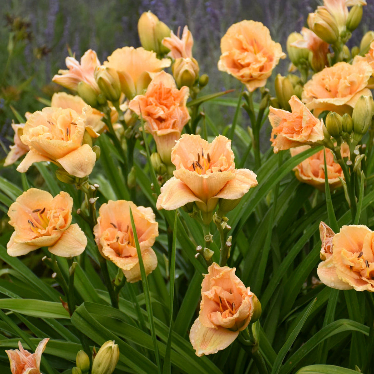 Siloam Display Reblooming Daylily Peony Seeds - Herbaceous, 10+ seeds