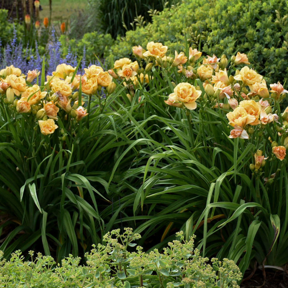 Siloam Display Reblooming Daylily Peony Seeds - Herbaceous, 10+ seeds
