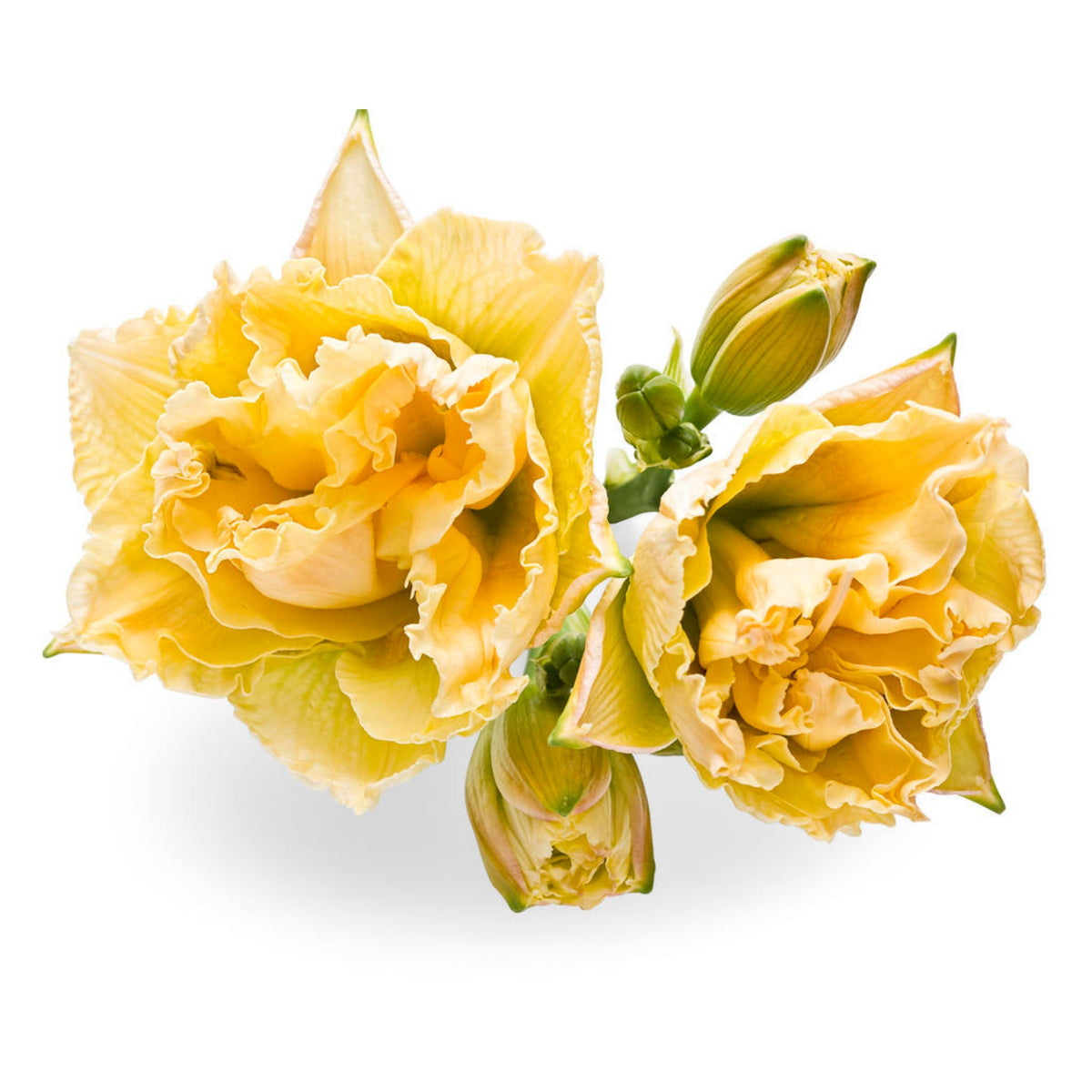 Siloam Display Reblooming Daylily Peony Seeds - Herbaceous, 10+ seeds