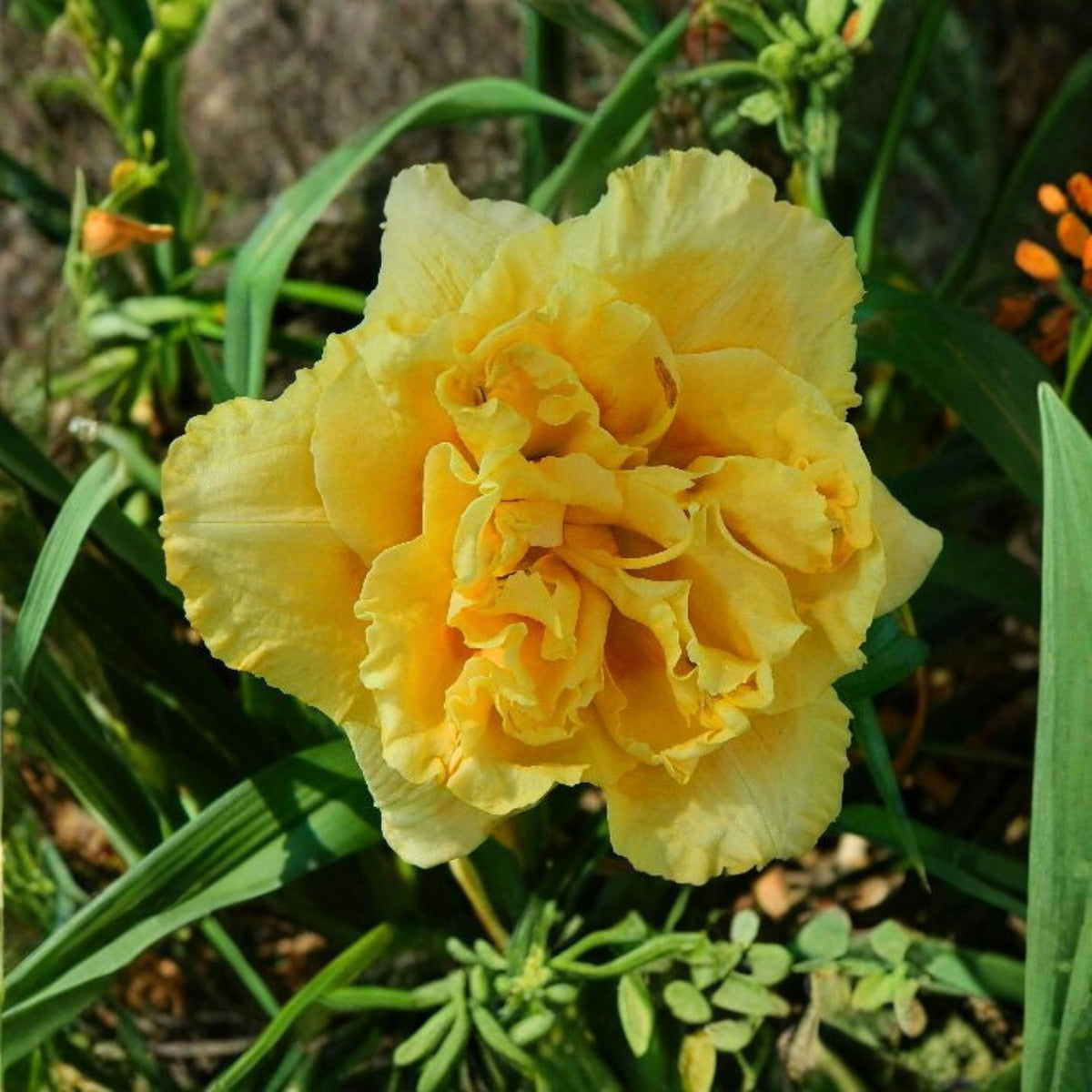 Siloam Display Reblooming Daylily Peony Seeds - Herbaceous, 10+ seeds