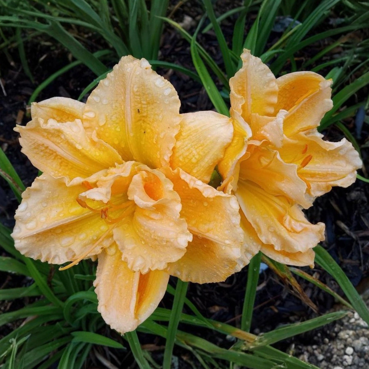 Siloam Display Reblooming Daylily Peony Seeds - Herbaceous, 10+ seeds