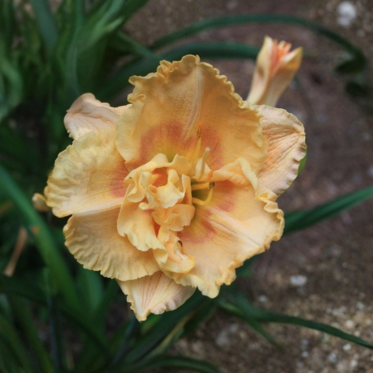 Siloam Display Reblooming Daylily Peony Seeds - Herbaceous, 10+ seeds