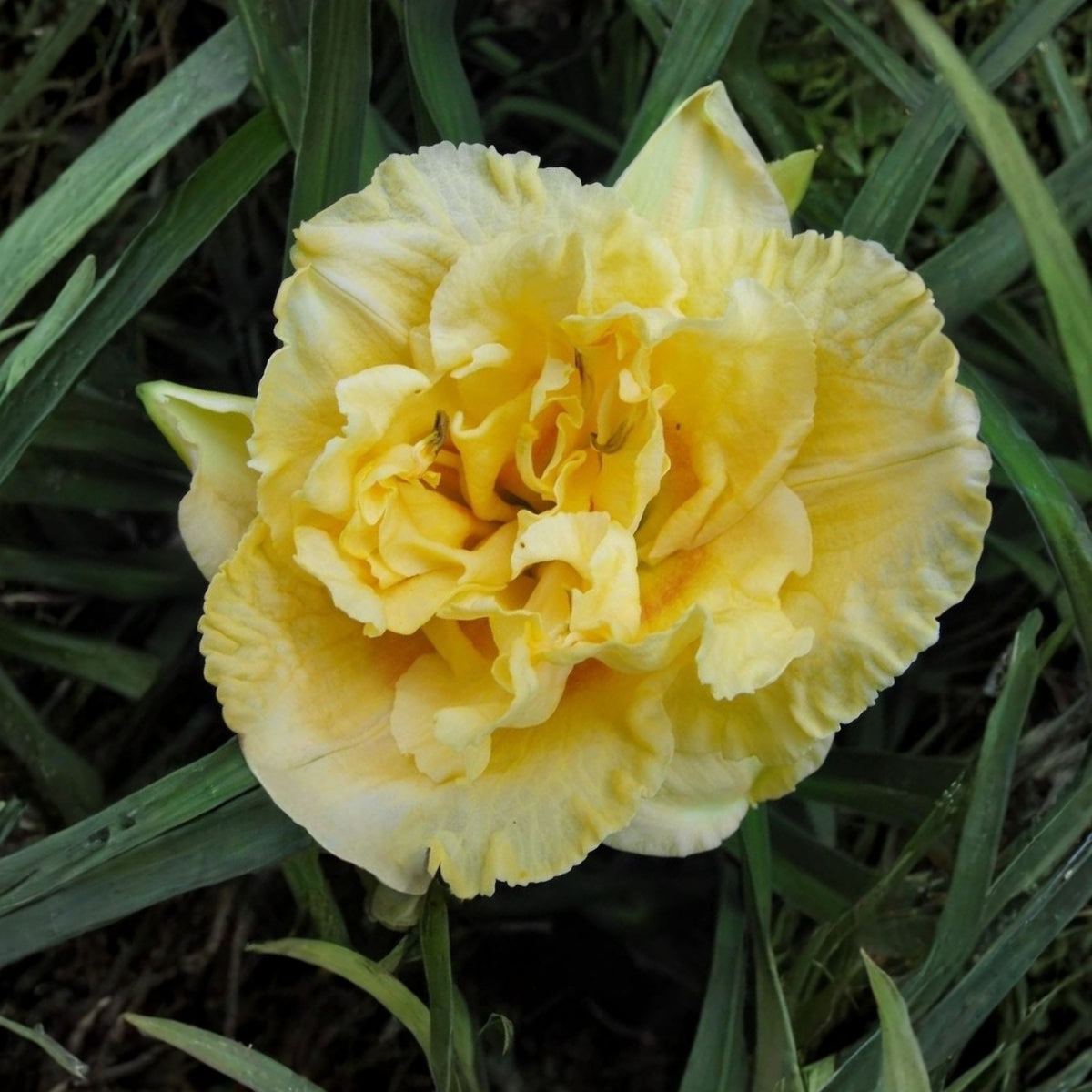 Siloam Display Reblooming Daylily Peony Seeds - Herbaceous, 10+ seeds