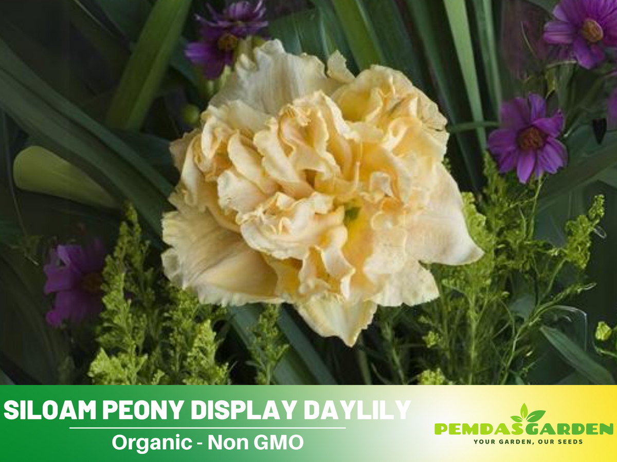 10+ Rare Seeds|  Siloam Peony Display Reblooming Daylily Seeds #B048