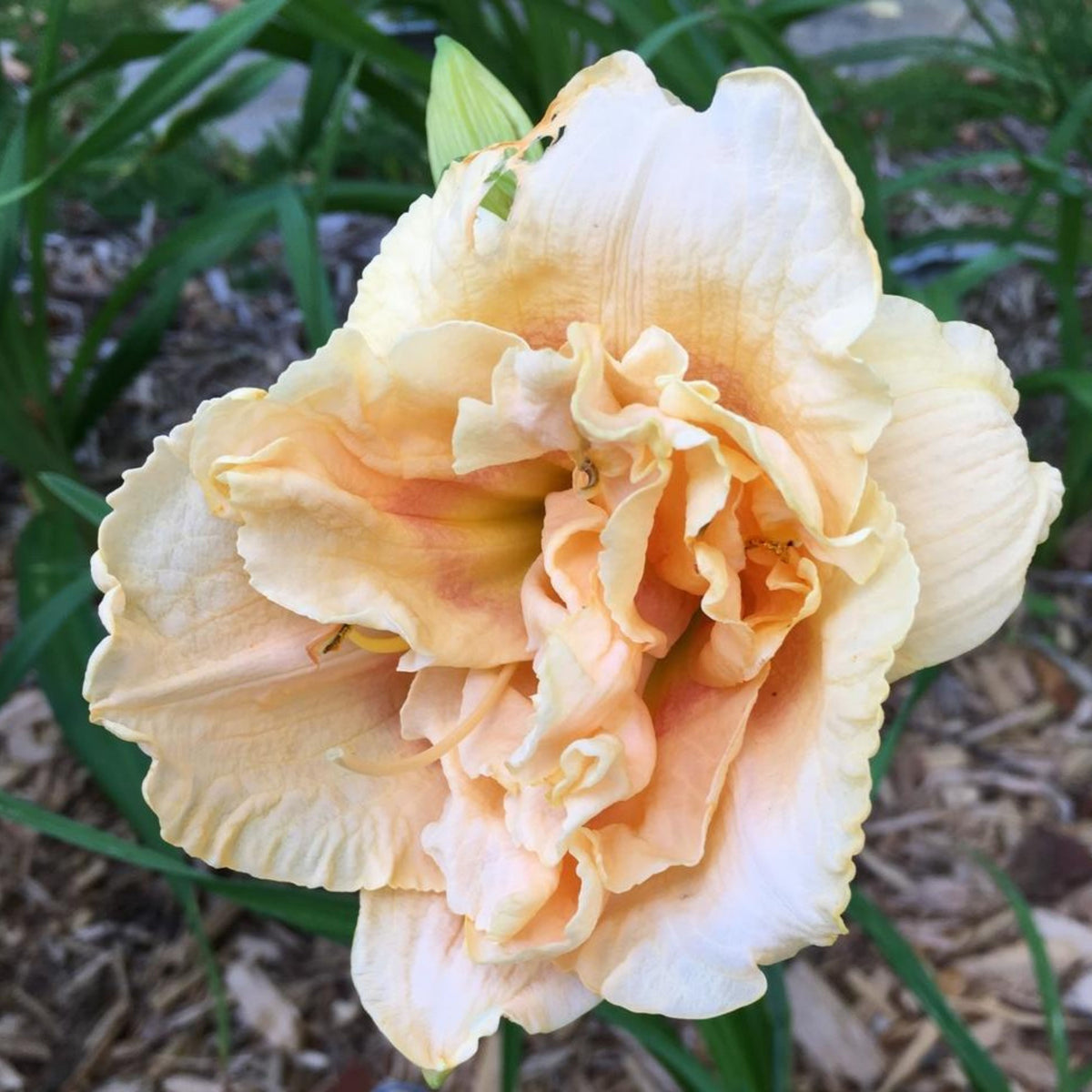 Siloam Display Reblooming Daylily Peony Seeds - Herbaceous, 10+ seeds