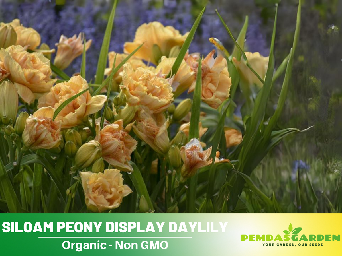 10+ Rare Seeds|  Siloam Peony Display Reblooming Daylily Seeds #B048