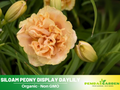 10+ Rare Seeds|  Siloam Display Reblooming Daylily Peony Seeds (Paeonia, Herbaceous Peony) – Double Blooms,  Vibrant Garden Blooms, Romantic Perennial Blooms for Cottage Garden, Fragrant Cut Flowers, Easy to Grow#B048
