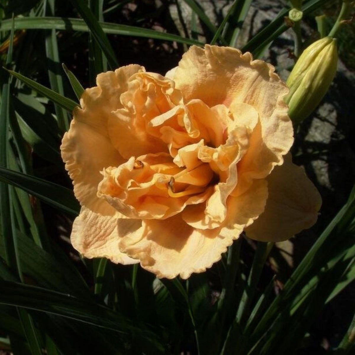 Siloam Display Reblooming Daylily Peony Seeds - Herbaceous, 10+ seeds