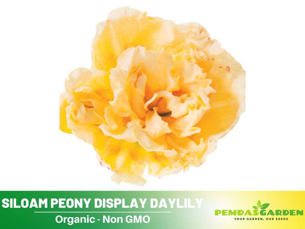 10+ Rare Seeds|  Siloam Peony Display Reblooming Daylily Seeds #B048