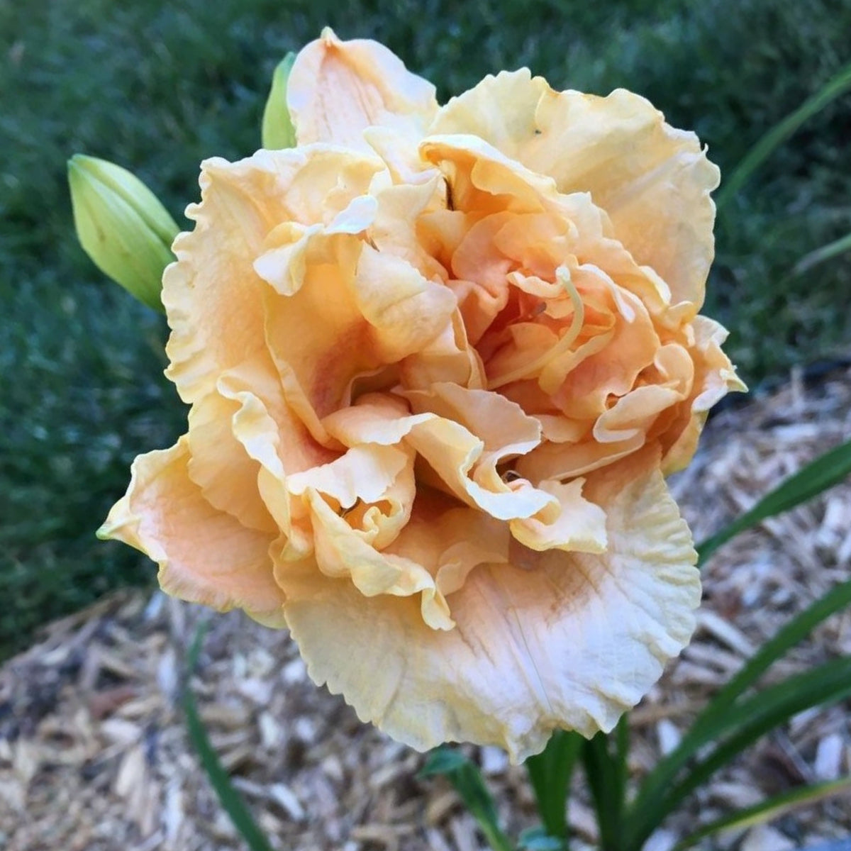 Siloam Display Reblooming Daylily Peony Seeds - Herbaceous, 10+ seeds