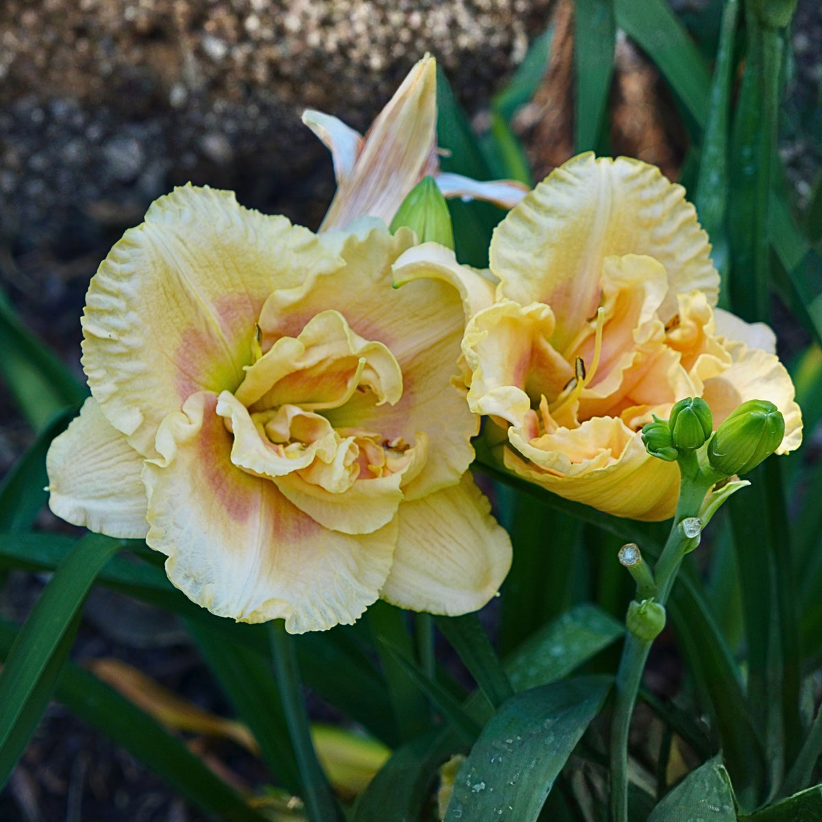 Siloam Display Reblooming Daylily Peony Seeds - Herbaceous, 10+ seeds