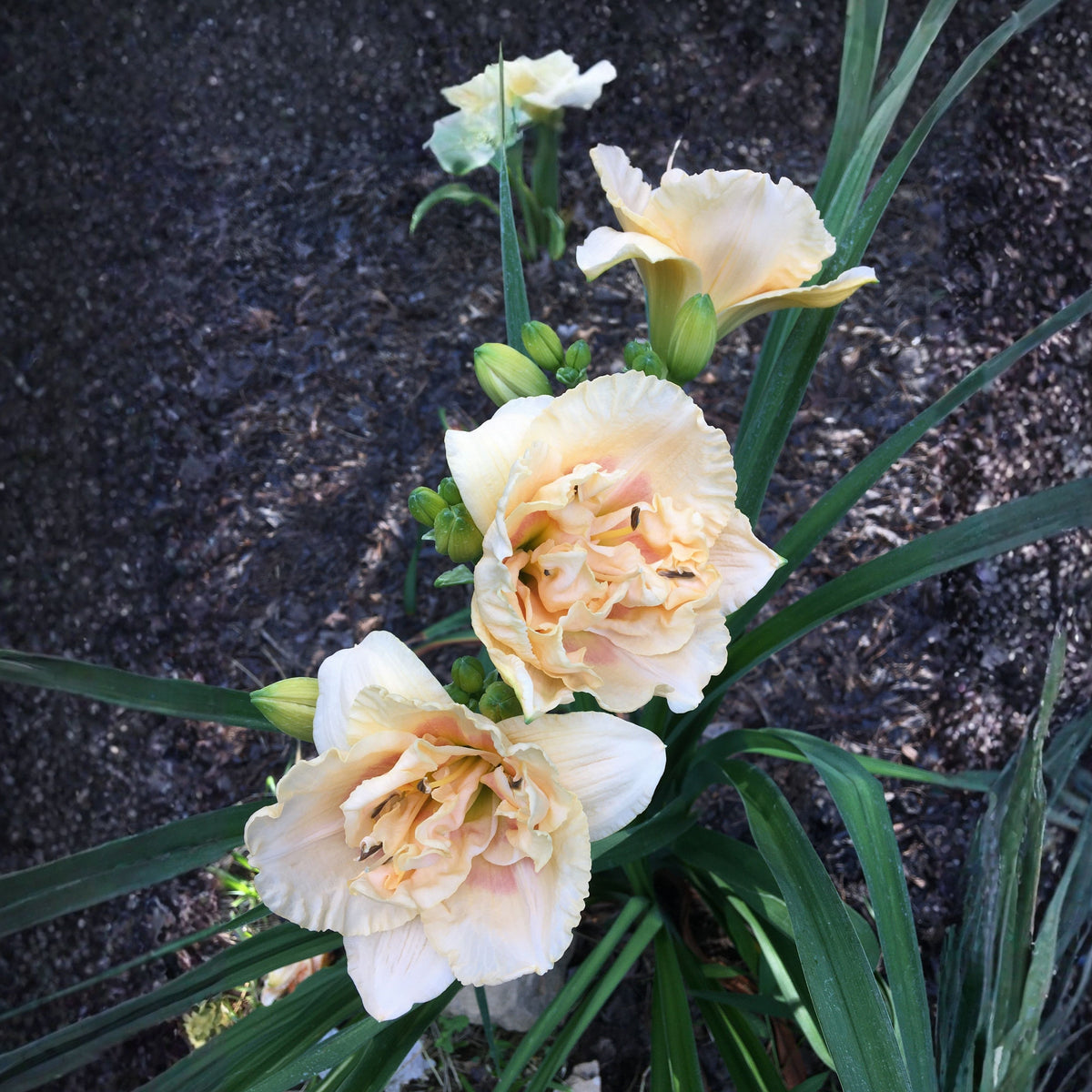 Siloam Display Reblooming Daylily Peony Seeds - Herbaceous, 10+ seeds