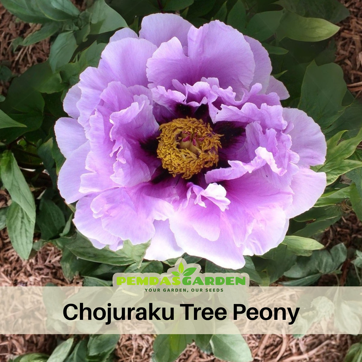 Chojuraku Tree Peony Seeds (Paeonia, Chinese Peony), 10+ seeds