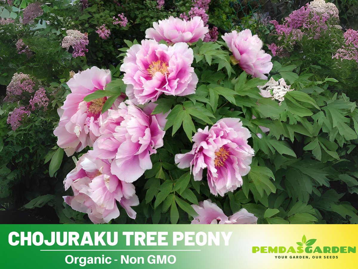 10+ Seeds|  Chojuraku tree peony Flower Seeds  for planting in the garden- perennial plant #B050