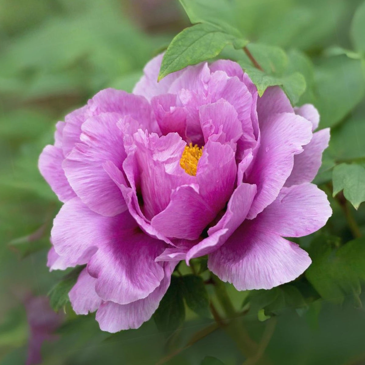 Chojuraku Tree Peony Seeds (Paeonia, Chinese Peony), 10+ seeds