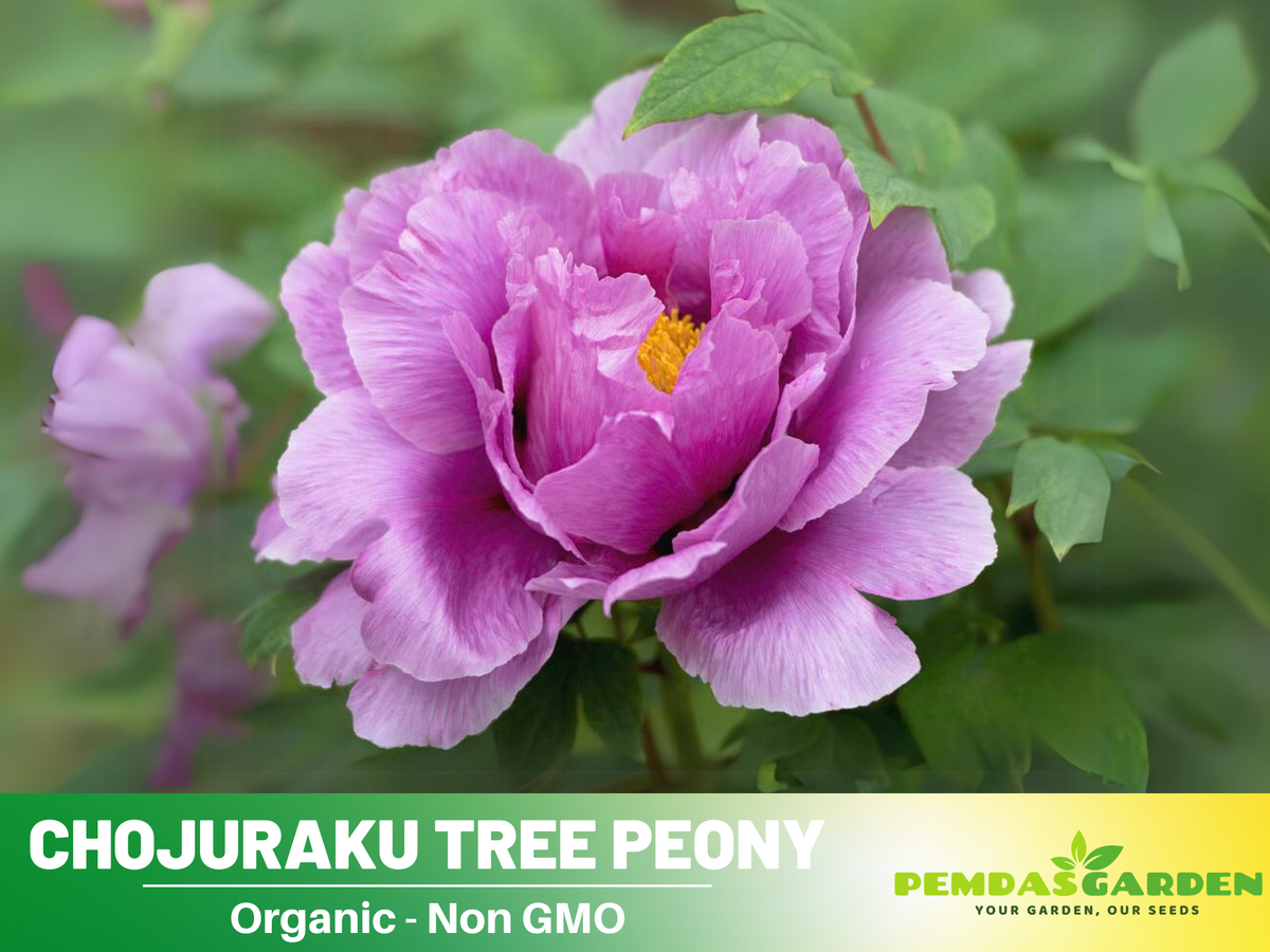 10+ Seeds|  Chojuraku tree peony Flower Seeds  for planting in the garden- perennial plant #B050