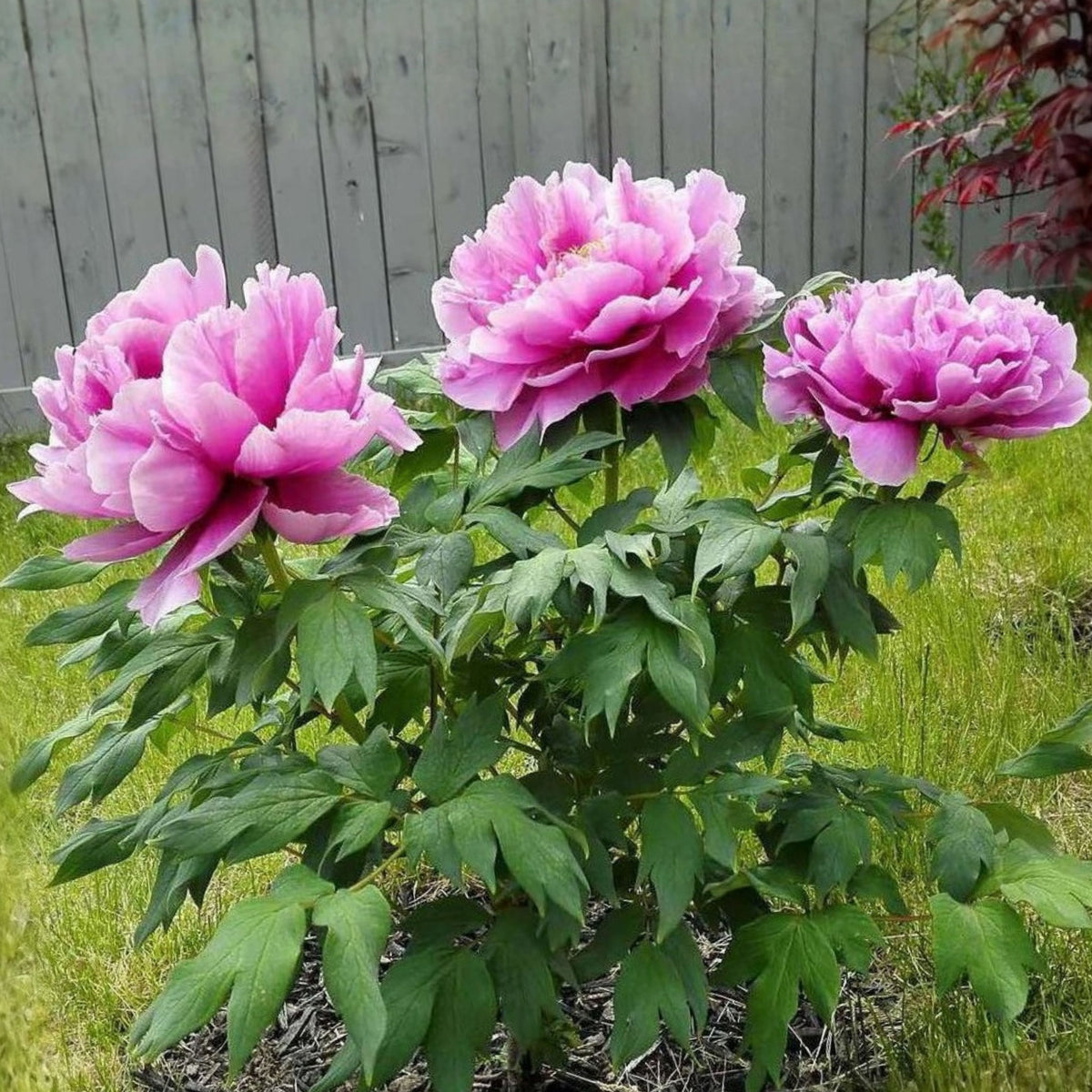 Chojuraku Tree Peony Seeds (Paeonia, Chinese Peony), 10+ seeds