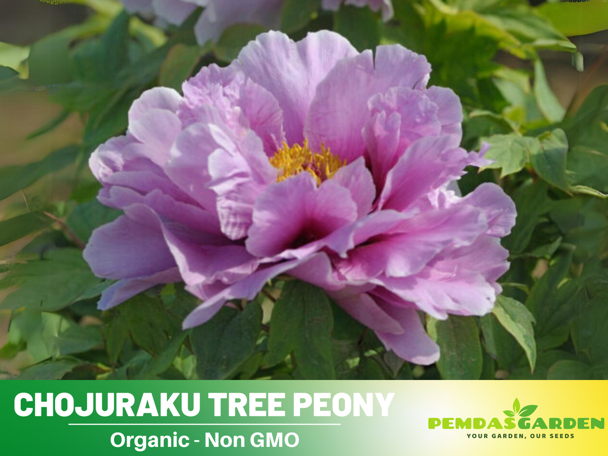 10+ Seeds|  Chojuraku tree peony Flower Seeds  for planting in the garden- perennial plant #B050